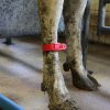 Bratara pentru marcaj picior bovine - imagine 2