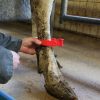 Bratara pentru marcaj picior bovine - imagine 4