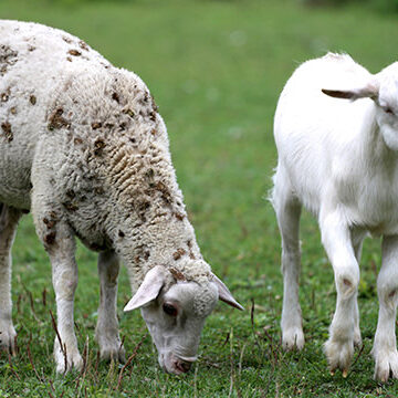 Ferme ovine si caprine