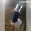 Perie electrica AGRICOW – Pendulum Swing “TOY” - imagine 3