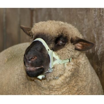 Capastru ovine