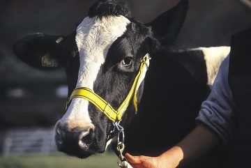 Capastru prezentare vaca