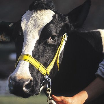 Capastru prezentare vaca