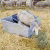 Cusca adoptie miei - imagine 2