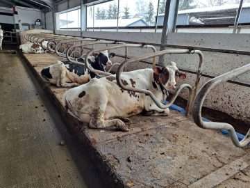 Saltea cauciuc bovine DB 1.4 - imagine 5