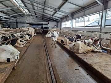 Saltea cauciuc bovine DB 1.4 - imagine 4