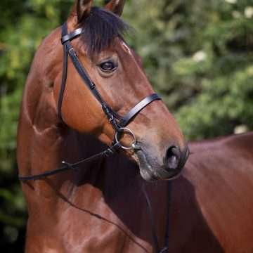 Frau cu darlogi Riding World